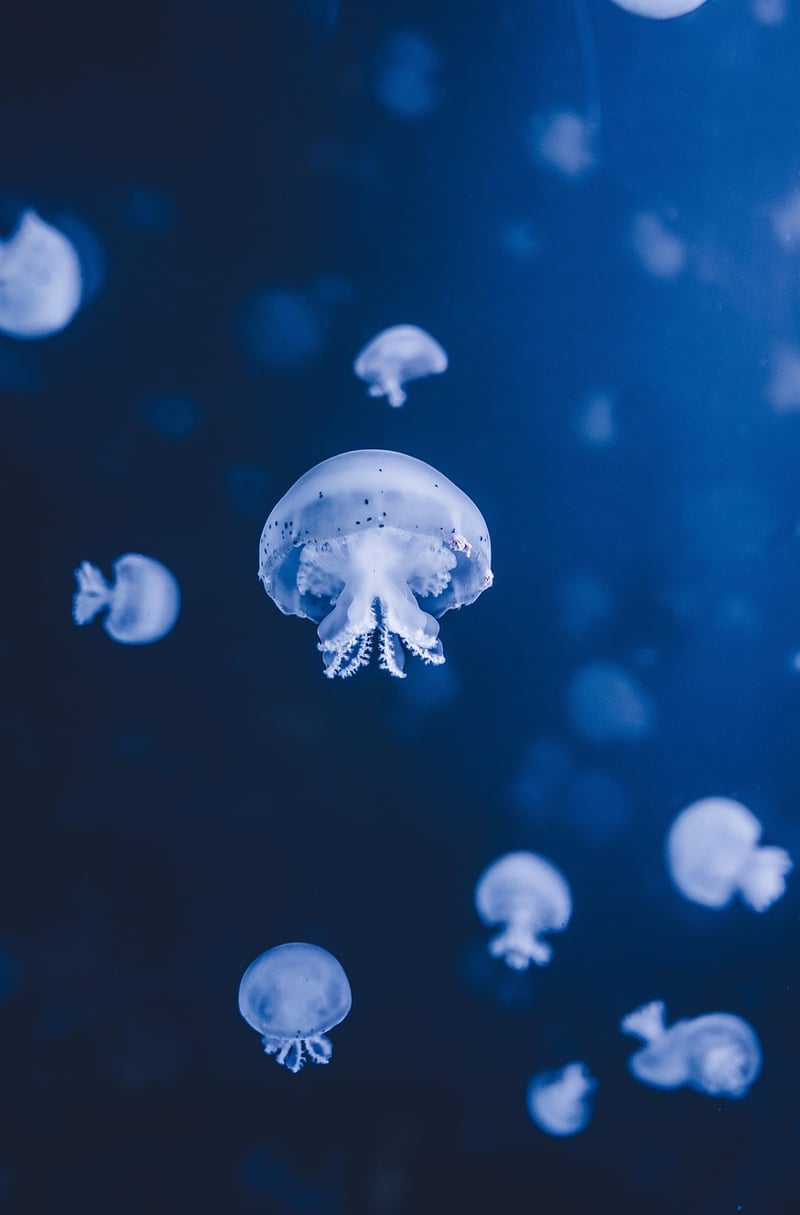 Underwater Worlds